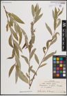 Foto von Salix excelsa S. G. Gmel.